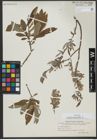Foto von Salix viminalis L.